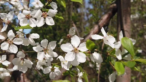 Cherry tree flowers blossom in spring closeup 4k Stock Footage 129798280