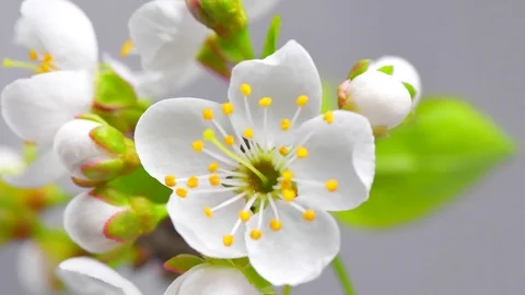 Cherry tree flowers blossom time lapse, extreme closeup Stock Footage