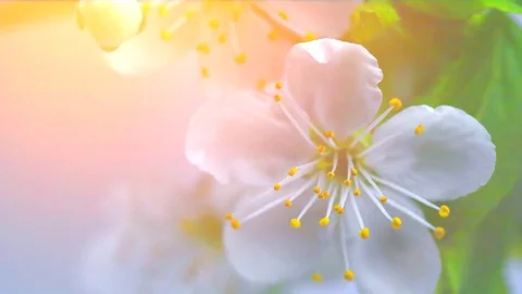 Cherry tree flowers blossom time lapse, extreme closeup Stock Footage 74413306