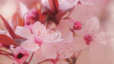 Cherry tree, flowers blossoming in springtime. Close up Vídeos de archivo 133159688