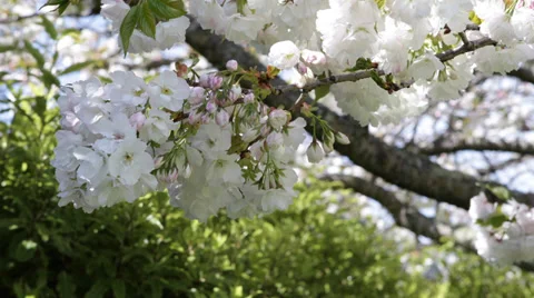 Cherry Tree Flowers Blue Sky Gardening Floral Park Blossoming Flowering Delicate Stock Footage 35283744