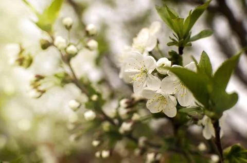 Cherry tree flowers on a branch Stock Photos