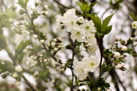 Cherry tree flowers on a branch Stock Photos