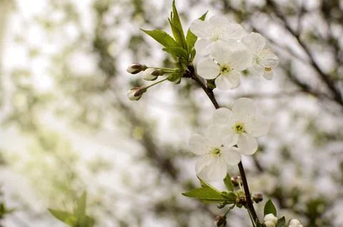 Cherry tree flowers on a branch Stock Photos