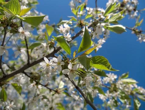 Cherry tree flowers on the branches. Blue sky in the background Stock Photos