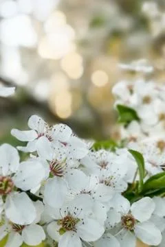 Cherry tree flowers, cherry tree blossom at spring Stock Photos