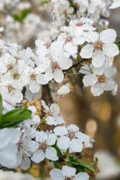 Cherry tree flowers, cherry tree blossom at spring Stock Photos