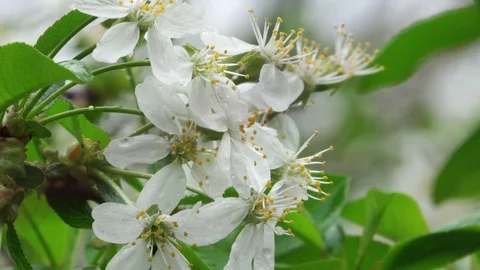 Cherry tree flowers. Close-up 스톡 동영상 105954715