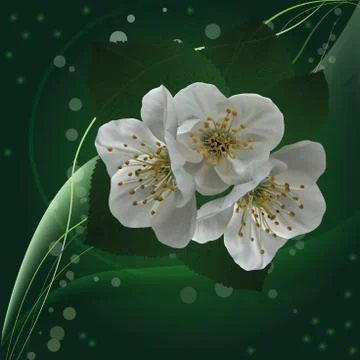 Cherry tree flowers close-up Stock Illustration