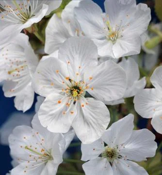 Cherry tree flowers, close up Stock Photos