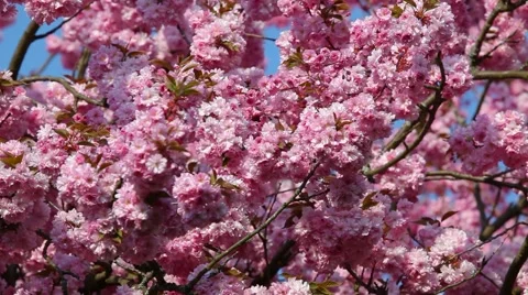 Cherry tree flowers Stock Footage 4280471