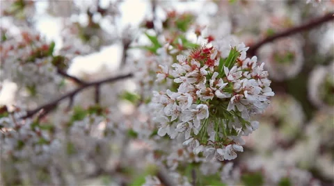 Cherry tree flowers in full bloom Stock Footage 68159182