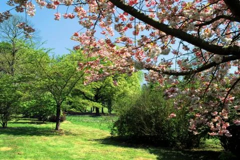 Cherry tree in flowers Stock Photos