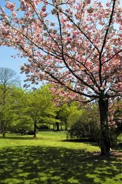 Cherry tree in flowers Stock Photos