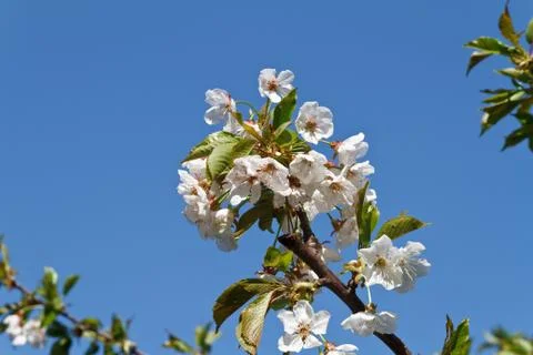 Cherry tree with flowers Stock Photos