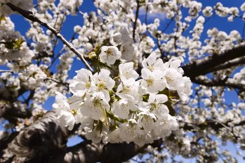 Cherry-tree flowers. Stock Photos