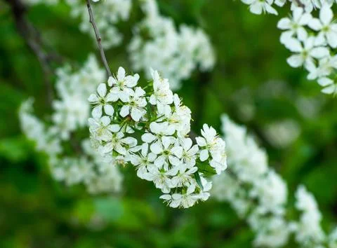 Cherry tree flowers Stock Photos