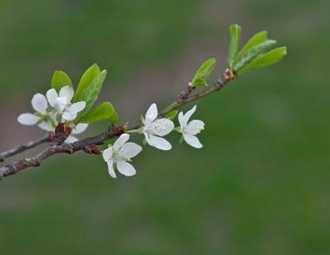 Cherry tree flowers Stock Photos