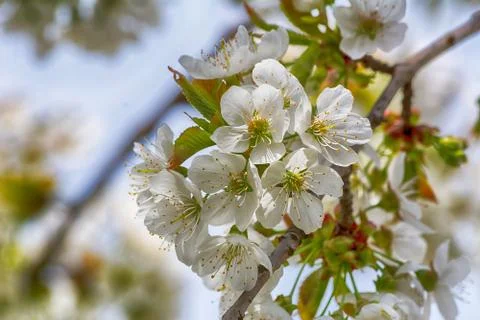 Cherry tree flowers Stock Photos