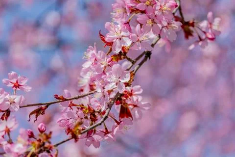 Cherry tree flowers Stock Photos