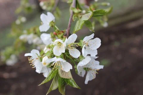 Cherry tree flowers Stock Photos