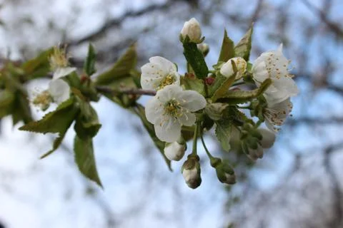 Cherry tree flowers Stock Photos