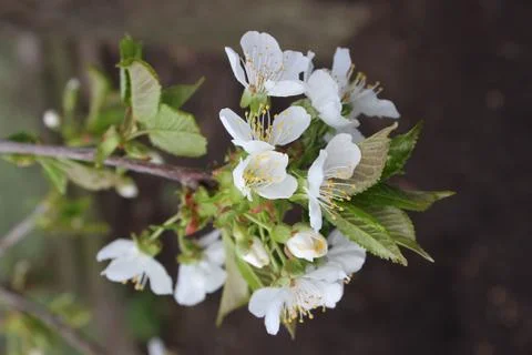 Cherry tree flowers Stock Photos