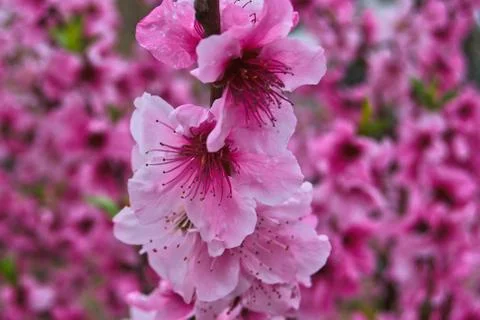 CHERRY TREE FLOWERS Stock Photos