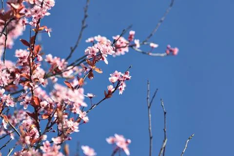 Cherry tree flowers with sky Stock Photos