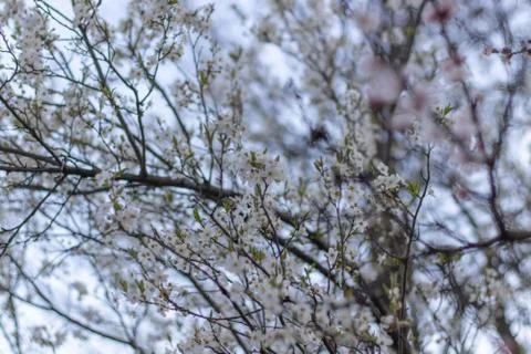 Cherry tree flowers with soft focus. Spring white flowers on a tree branch Stock Photos