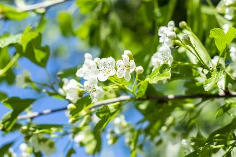 Cherry tree flowers with soft focus. Spring white flowers on a tree branch. Stock Photos