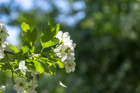 Cherry tree flowers with soft focus. Spring white flowers on a tree branch. Stock Photos