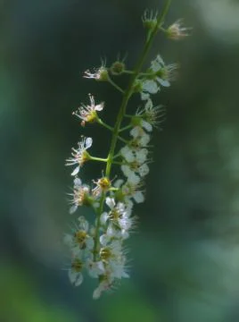 Cherry tree flowers softness close up Stock Photos