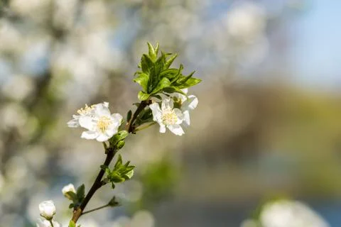 Cherry Tree Flowers In Spring Foto stock