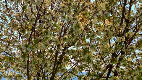 Cherry Tree with Flowers in a Sunny Windy Day 스톡 동영상 151400334
