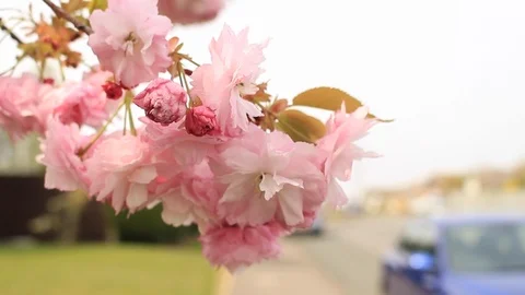 Cherry tree Flowers in the wind - close up Stock Footage 106512403