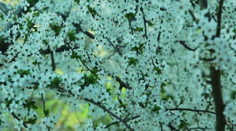 Cherry tree flowers in windy weather Stock Footage 37229084