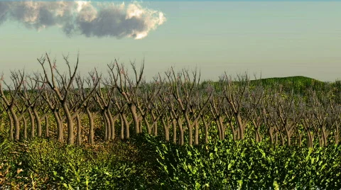 Cherry tree Stock Footage 337673