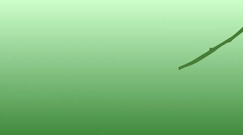 Cherry Tree Stock Footage 921728