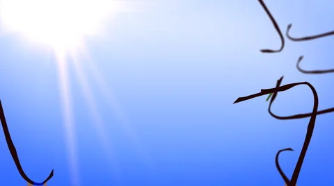 Cherry Tree Stock Footage 968453