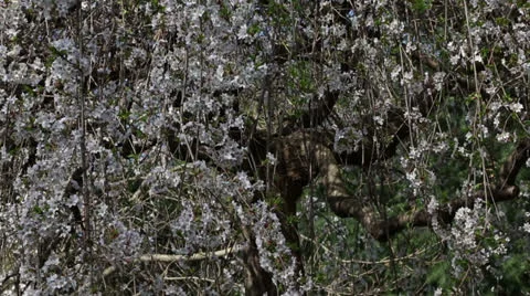 Cherry tree Stock Footage 22769268