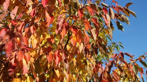 Cherry tree. Stockbeeldmateriaal 31703649