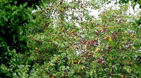 Cherry tree Stock Footage 52185259