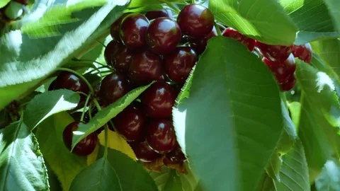 Cherry on the tree Stock Footage 77512869