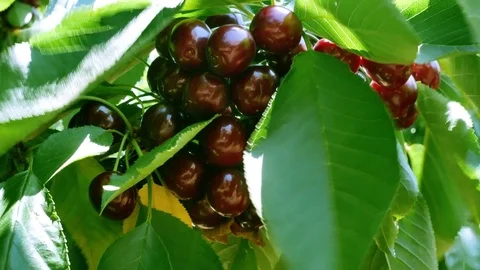Cherry on the tree Stock Footage 77513556