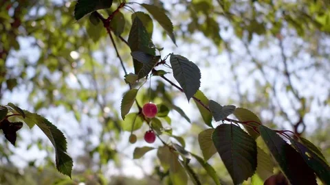 Cherry-Tree Stock Footage 77601826