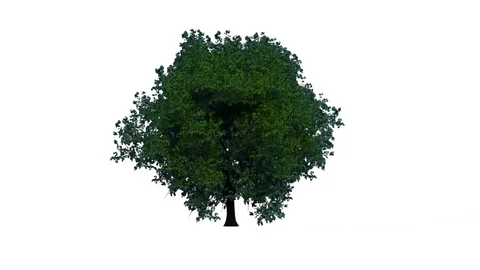 Cherry Tree Stock Footage 90850716