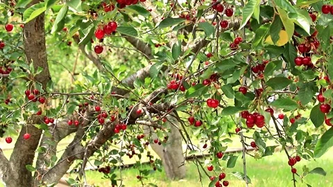 Cherry tree Stock Footage 91934029