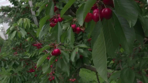 Cherry tree Stock Footage 116965827