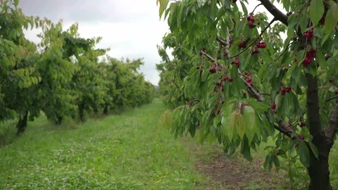 Cherry tree Stock Footage 116965829